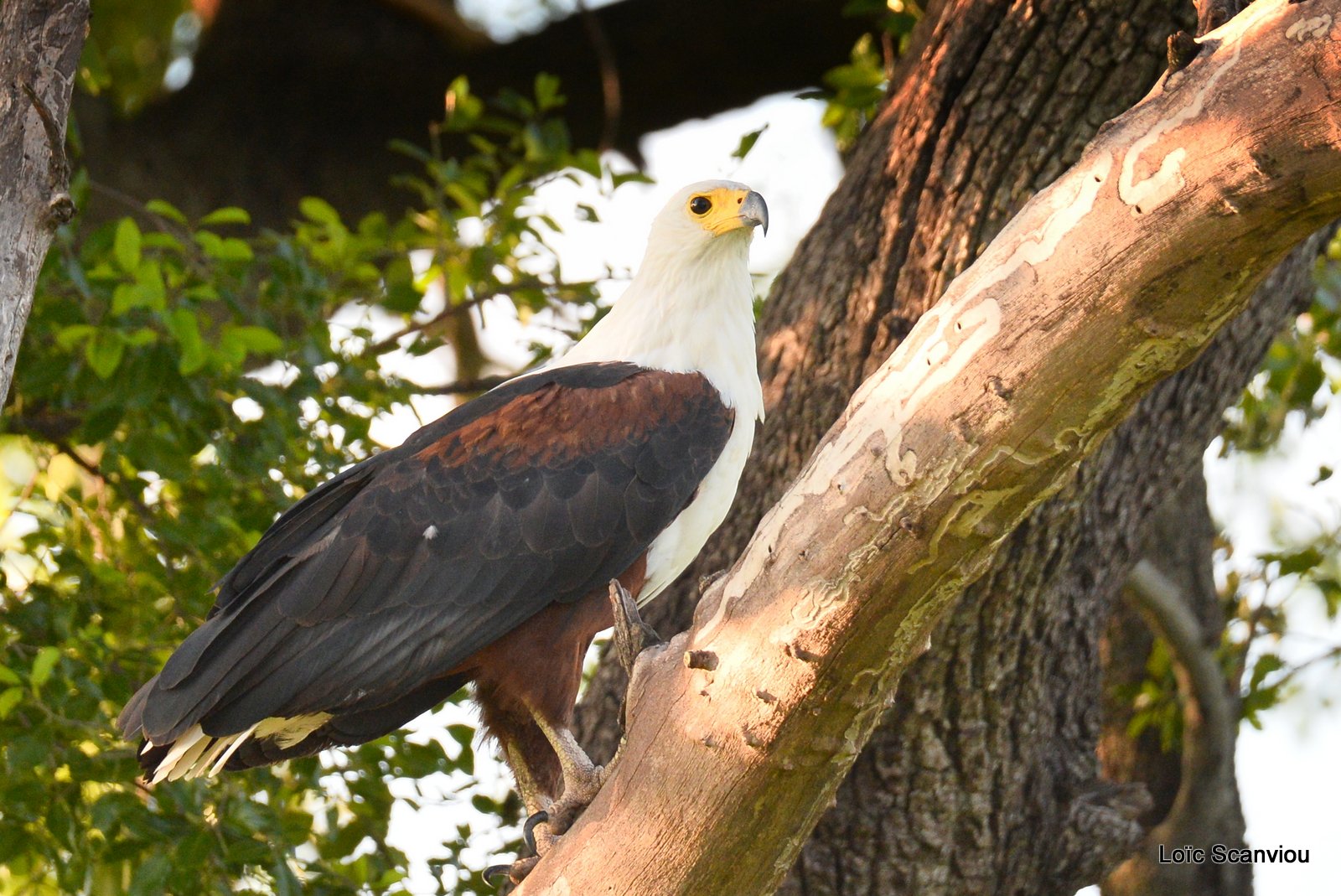 Pygargue vocifère/African fish Eagle (2)