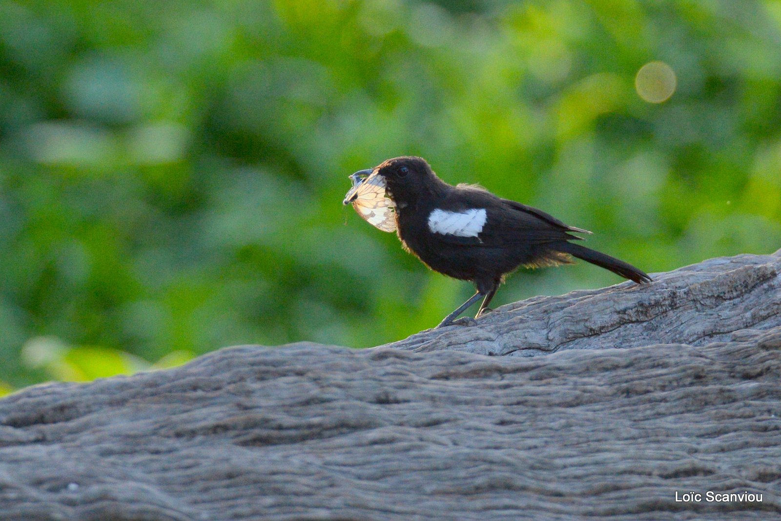 Traquet-fourmilier brun du Sud/Ant-eating Chat  (1)