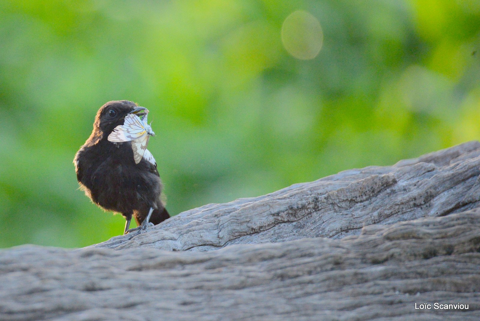 Traquet-fourmilier brun du Sud/Ant-eating Chat (2)