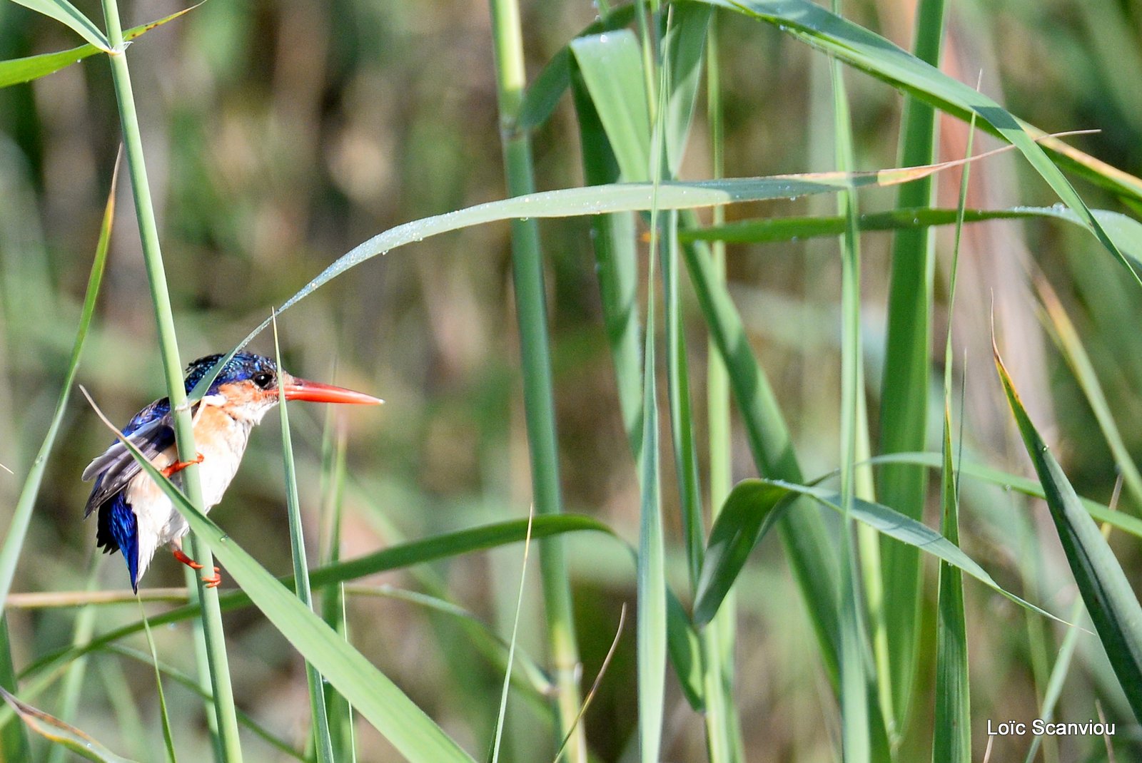 Martin-pêcheur huppé/Malachite Kingfisher (1)