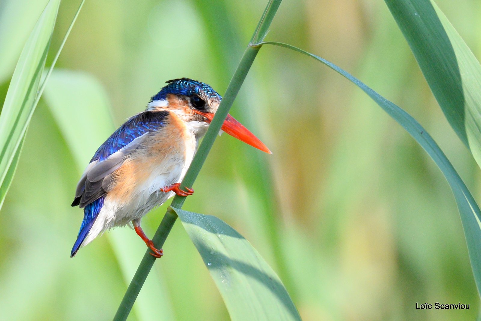 Martin-pêcheur huppé/Malachite Kingfisher (2)