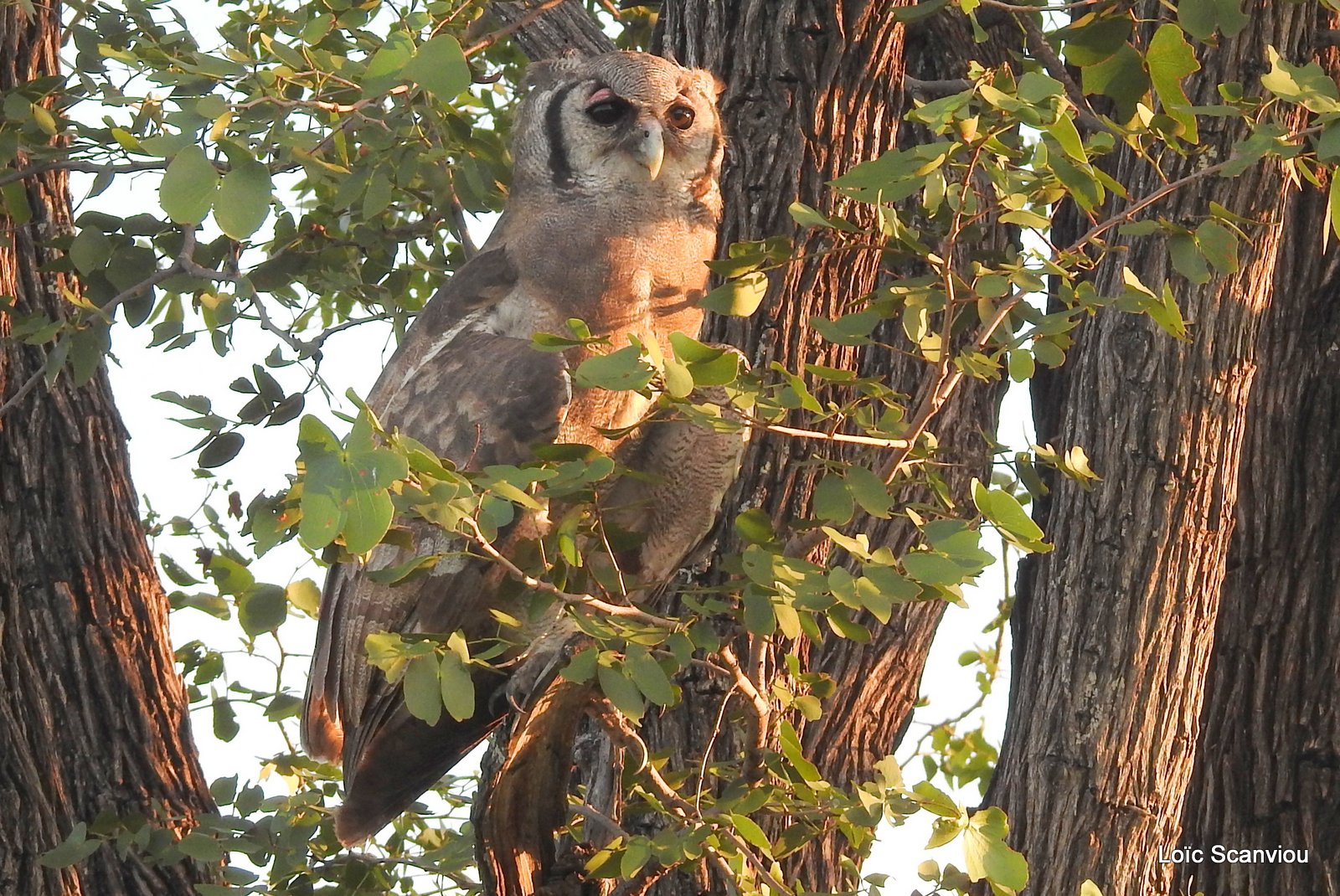 Grand-duc de Verreaux/Verreaux's Eagle-Owl (3)