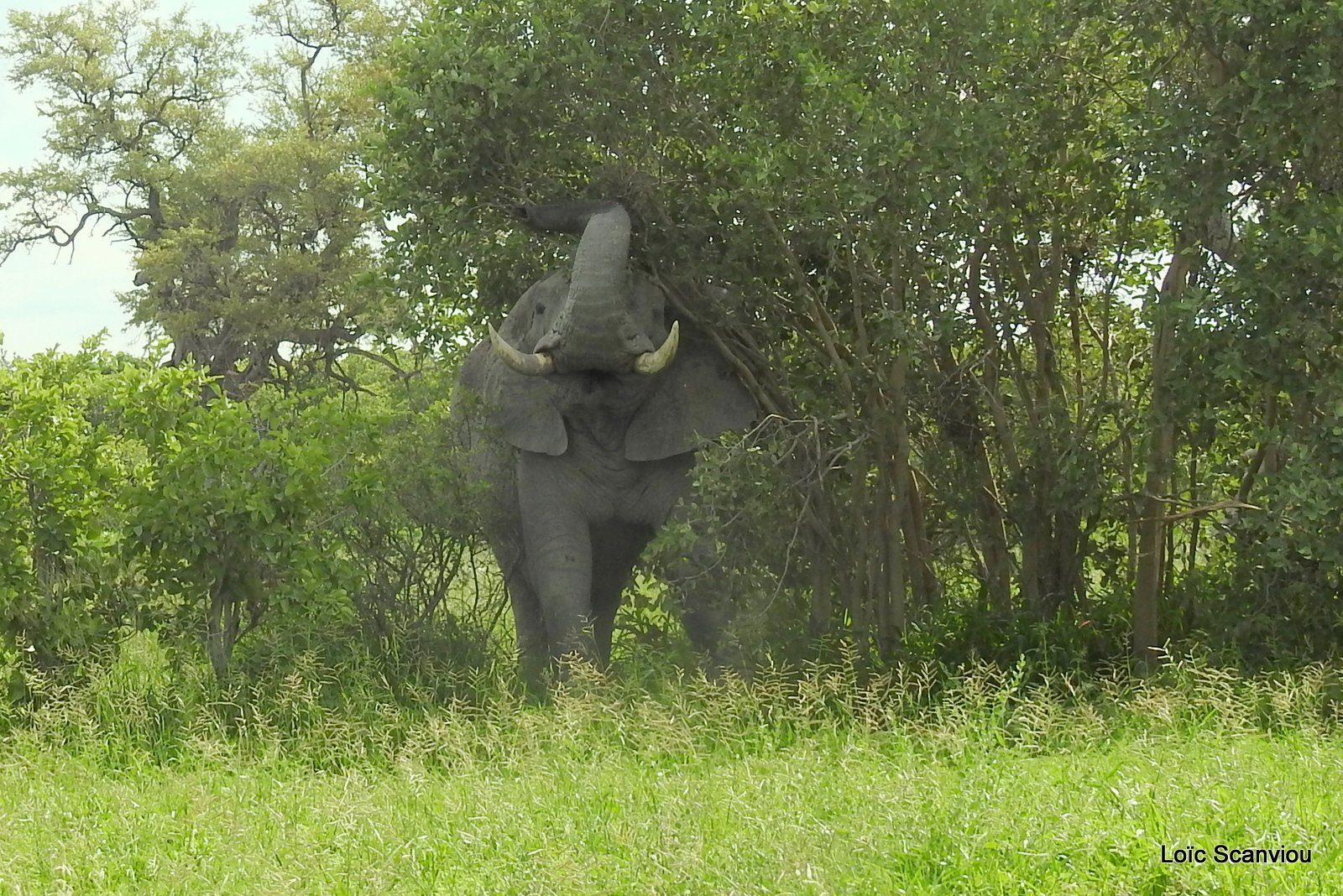 Eléphant d'Afrique/African Elephant (1)