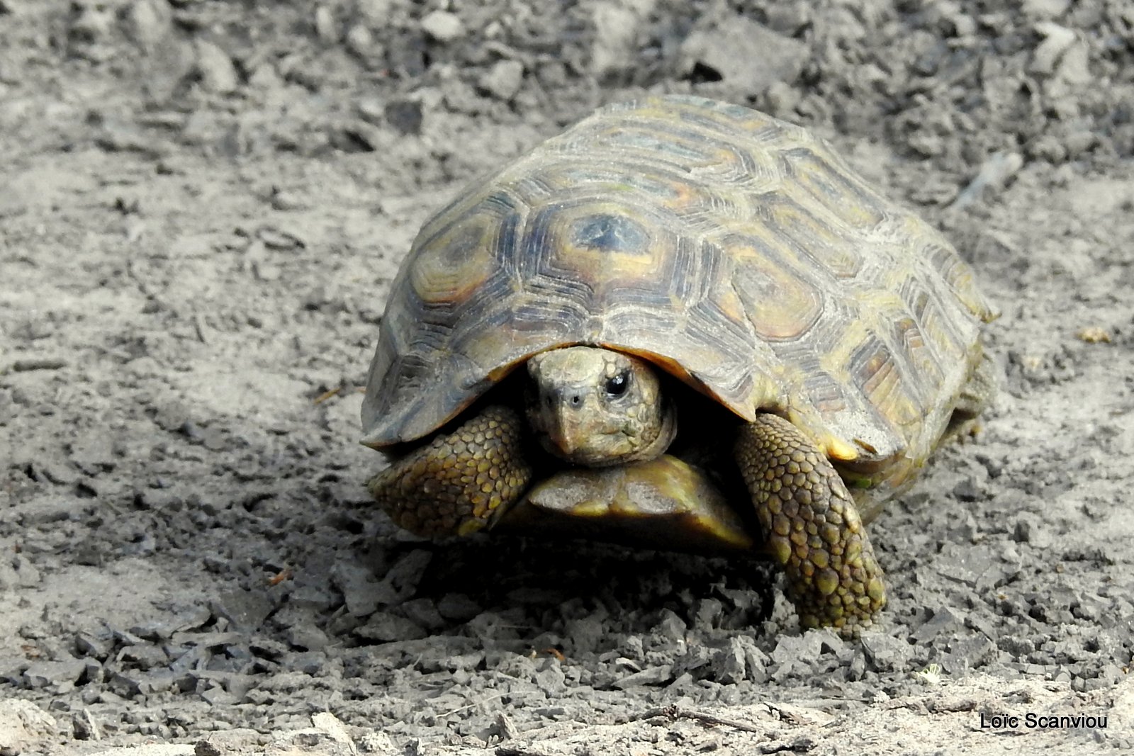 Tortue léopard/Leopard Tortoise (1)