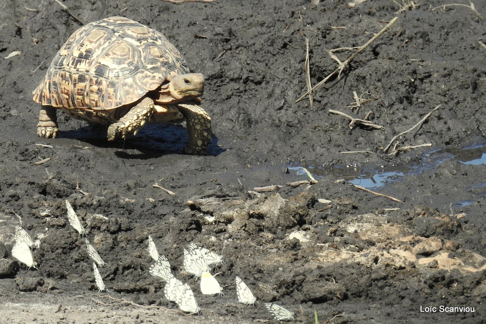 Tortue léopard/Leopard Tortoise (2)