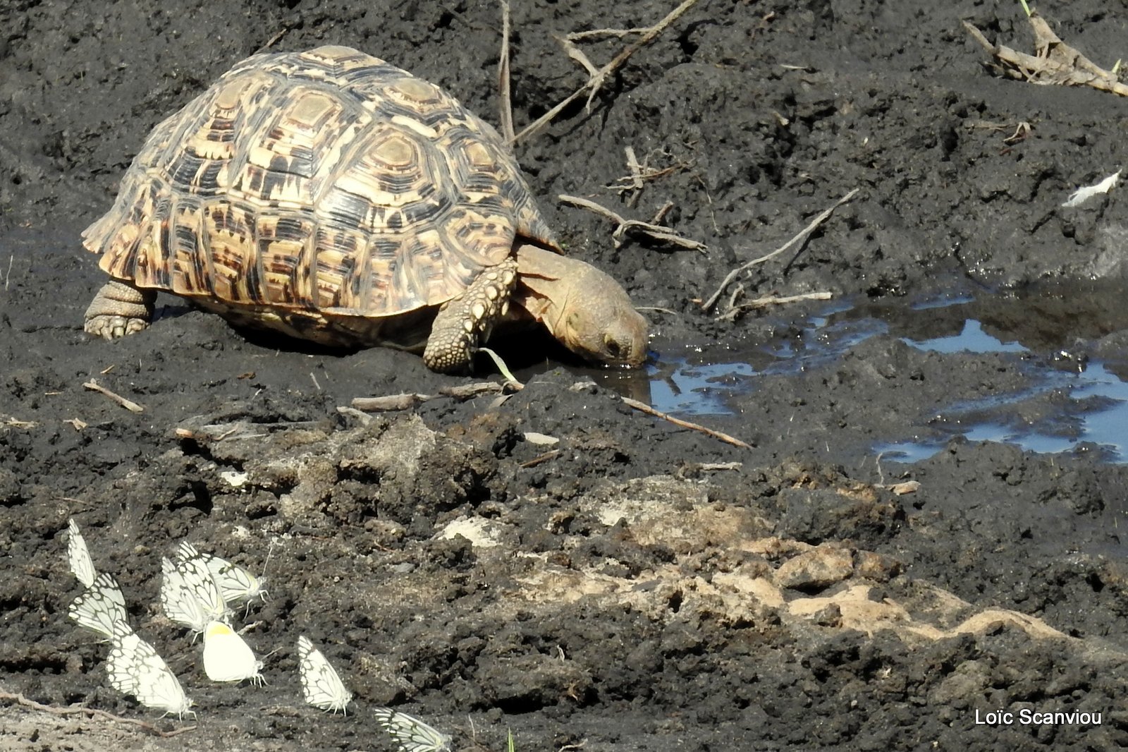 Tortue léopard/Leopard Tortoise (3)