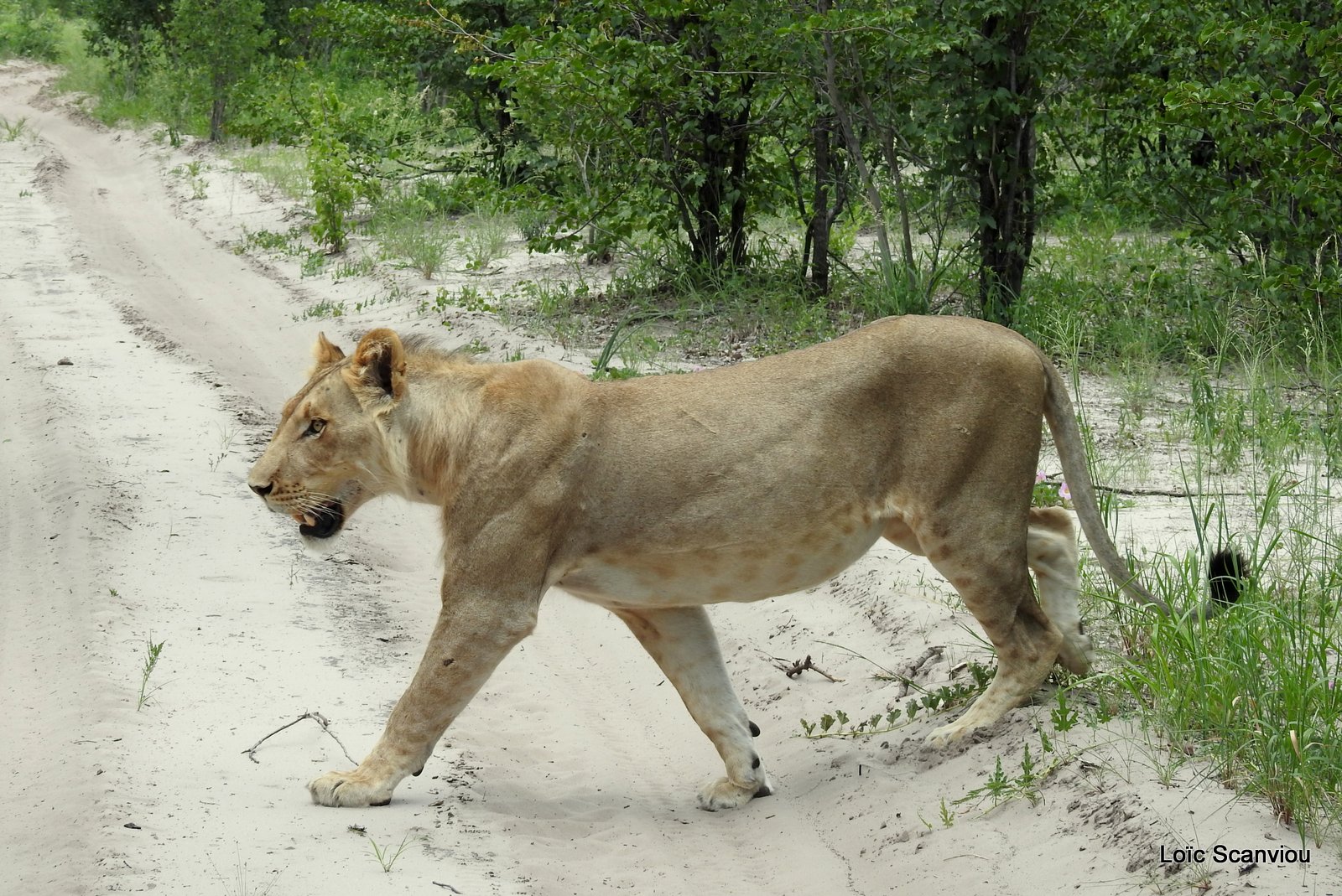 Lion mâle/Male Lion (1)