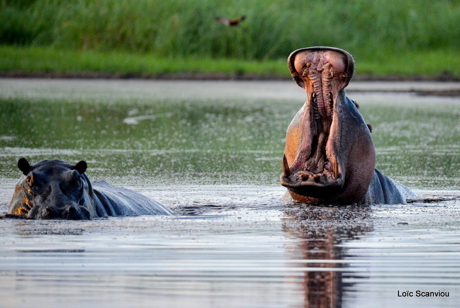 Hippopotame amphibie/Hippopotamus (3)