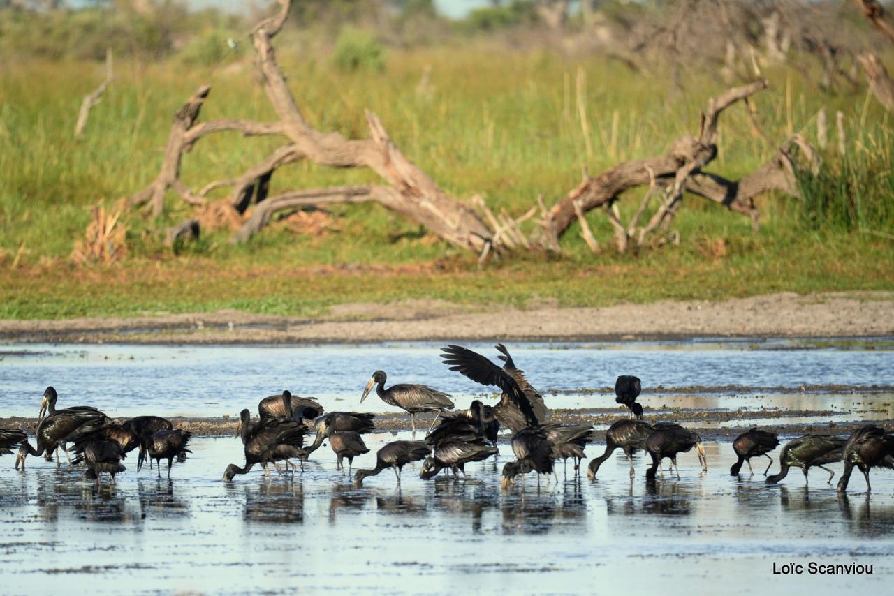 Bec-ouvert africain/African Open-billed Stork (1)