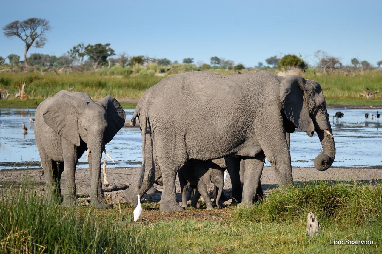 Eléphant (8)