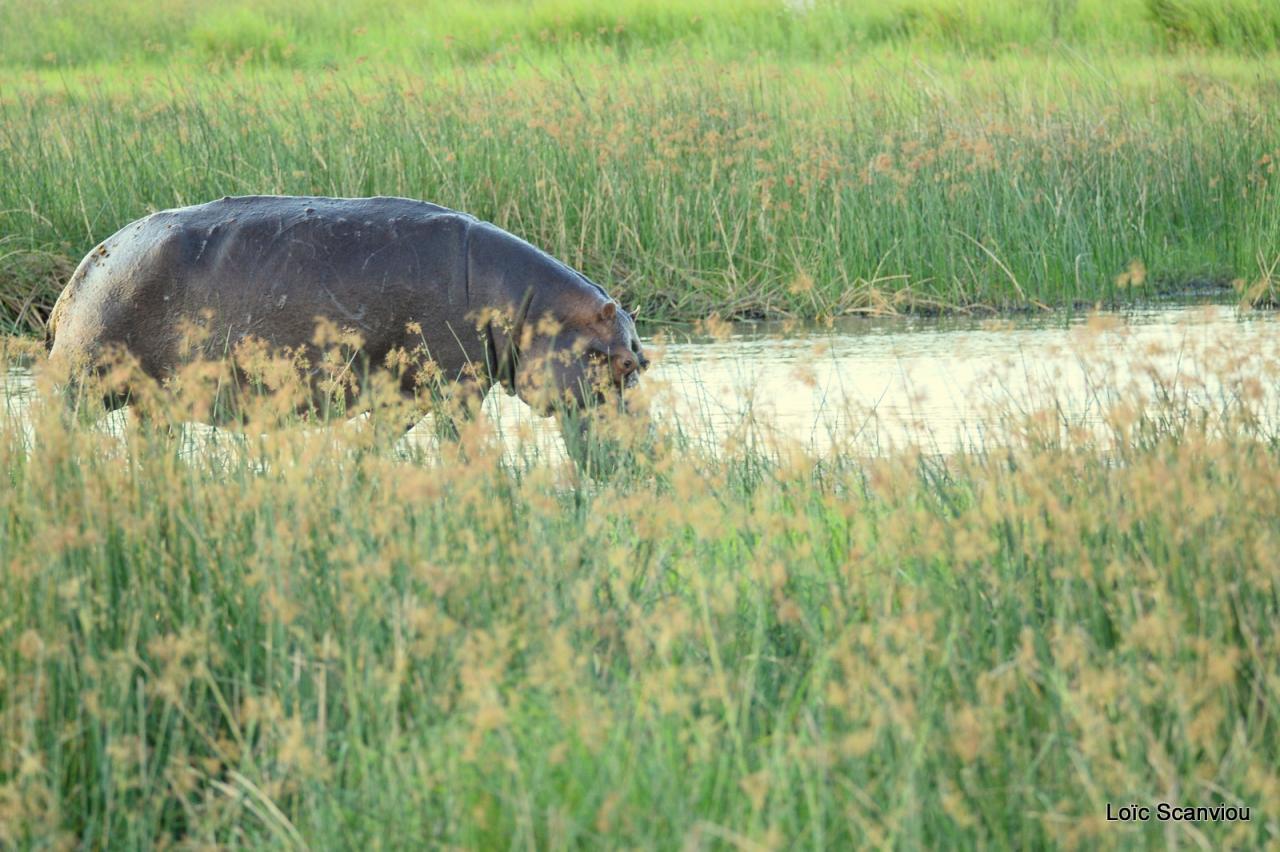 Hippopotame/Hippopotamus (1)