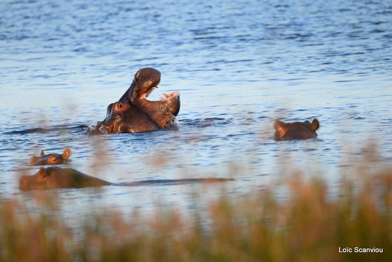 Hippopotame/Hippopotamus (2)