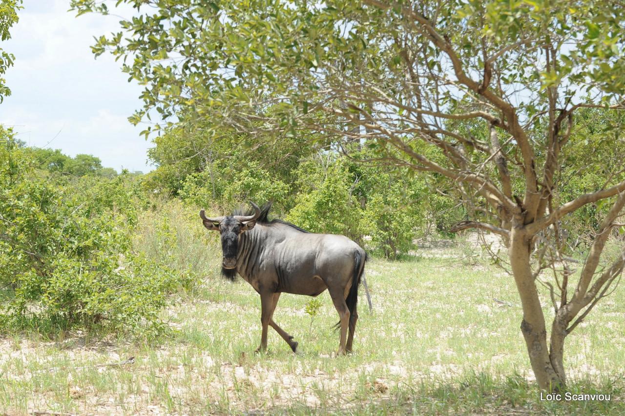 Gnou/Wildebeest (1)