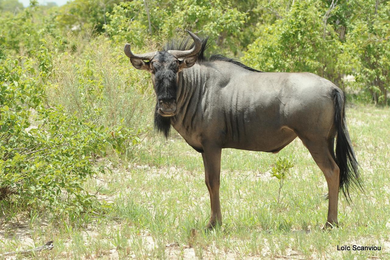 Gnou/Wildebeest (2)