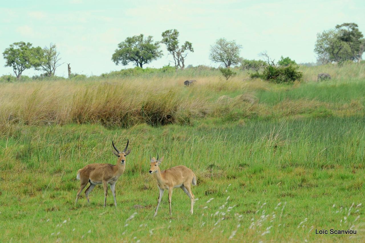 Redunca/Reedbuck (2)