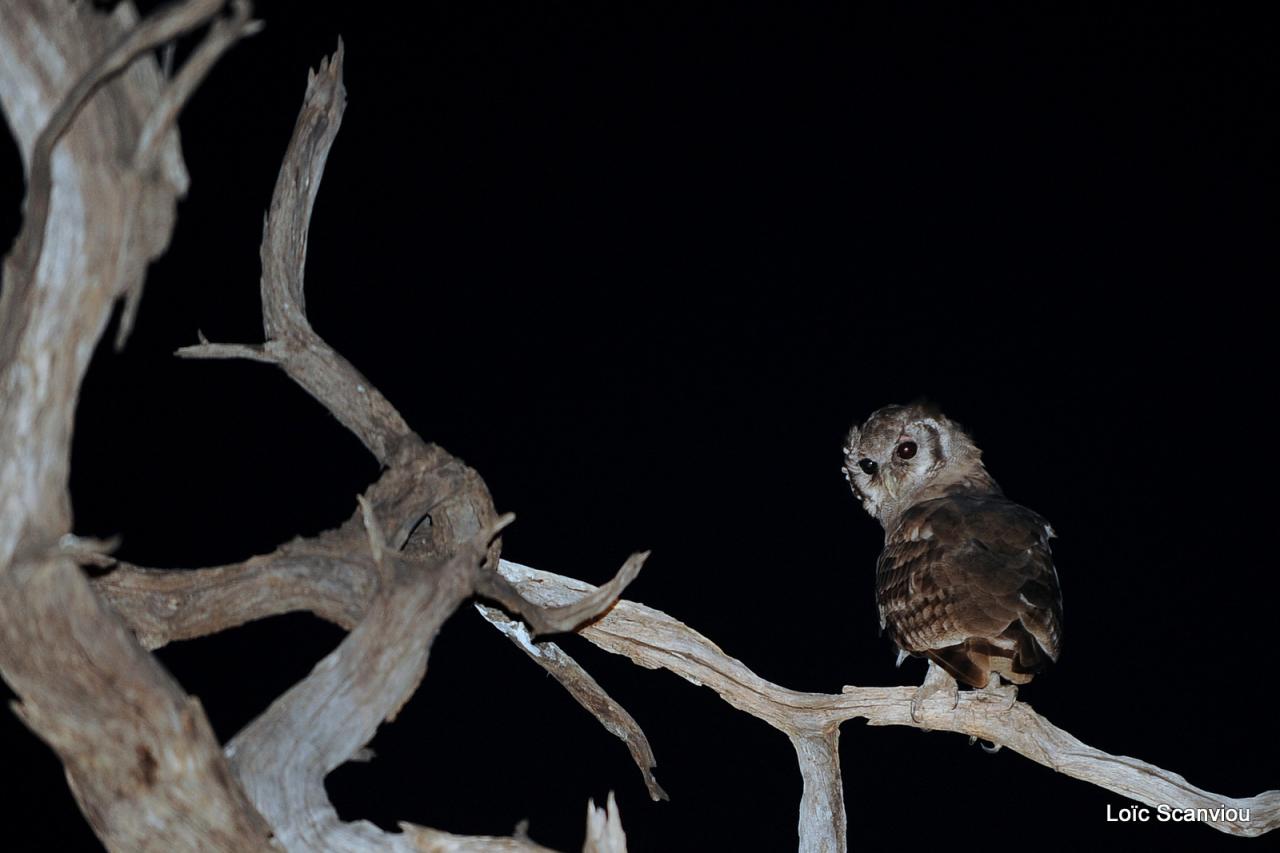 Grand-duc de Verreaux/Verreaux's Eagle-Owl (4)