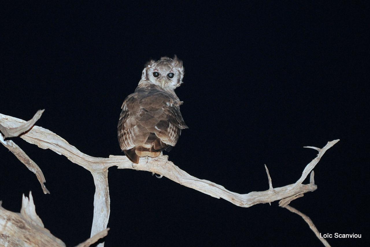 Grand-duc de Verreaux/Verreaux's Eagle-Owl (5)