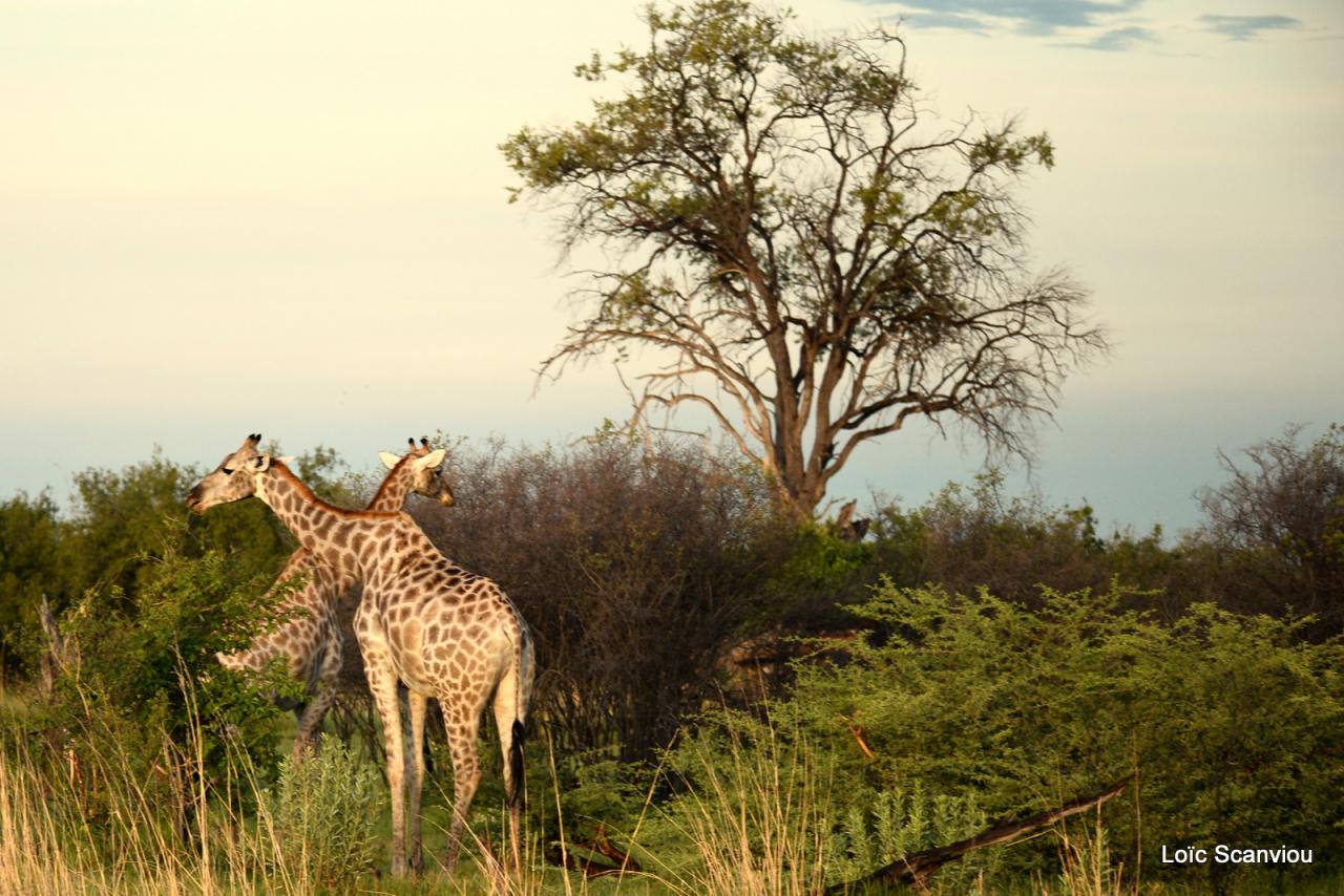 Girafe/Giraffe (1)