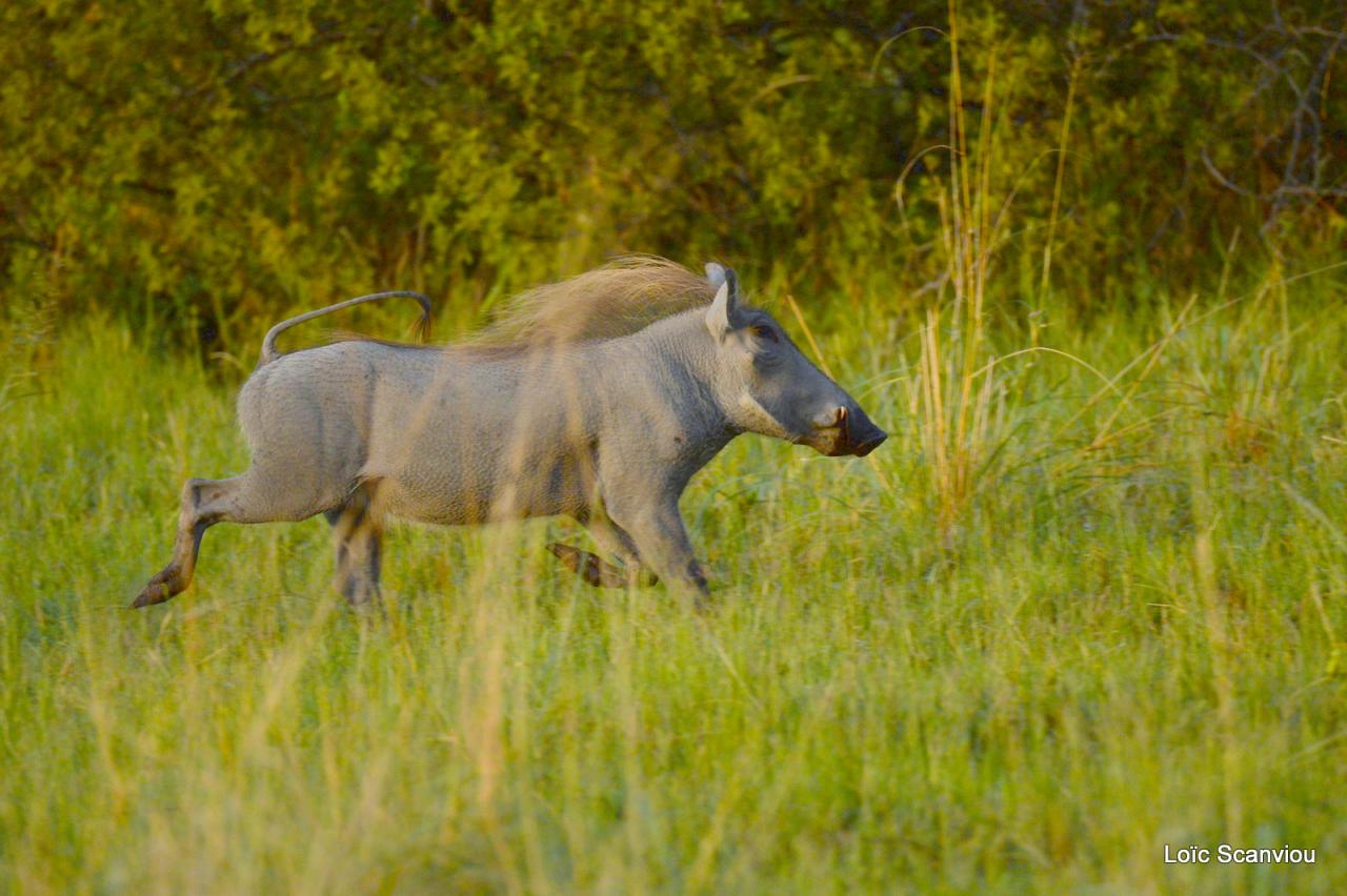 Phacochère/Warthog (2)