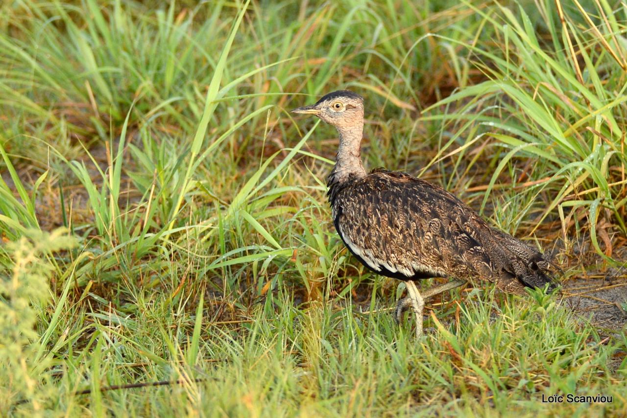 Outarde à ventre noir/Black-bellied Bustard (1)