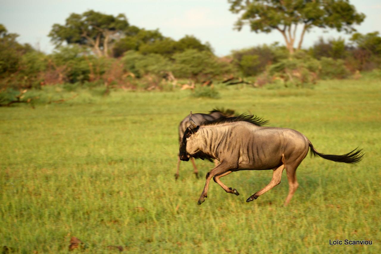 Gnou/Wildebeest (3)