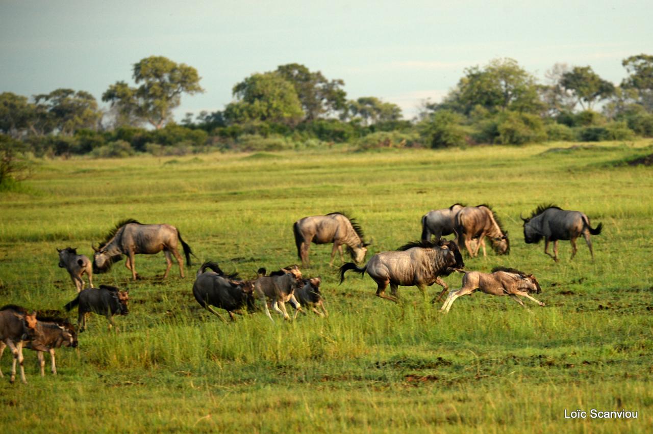 Gnou/Wildebeest (5)