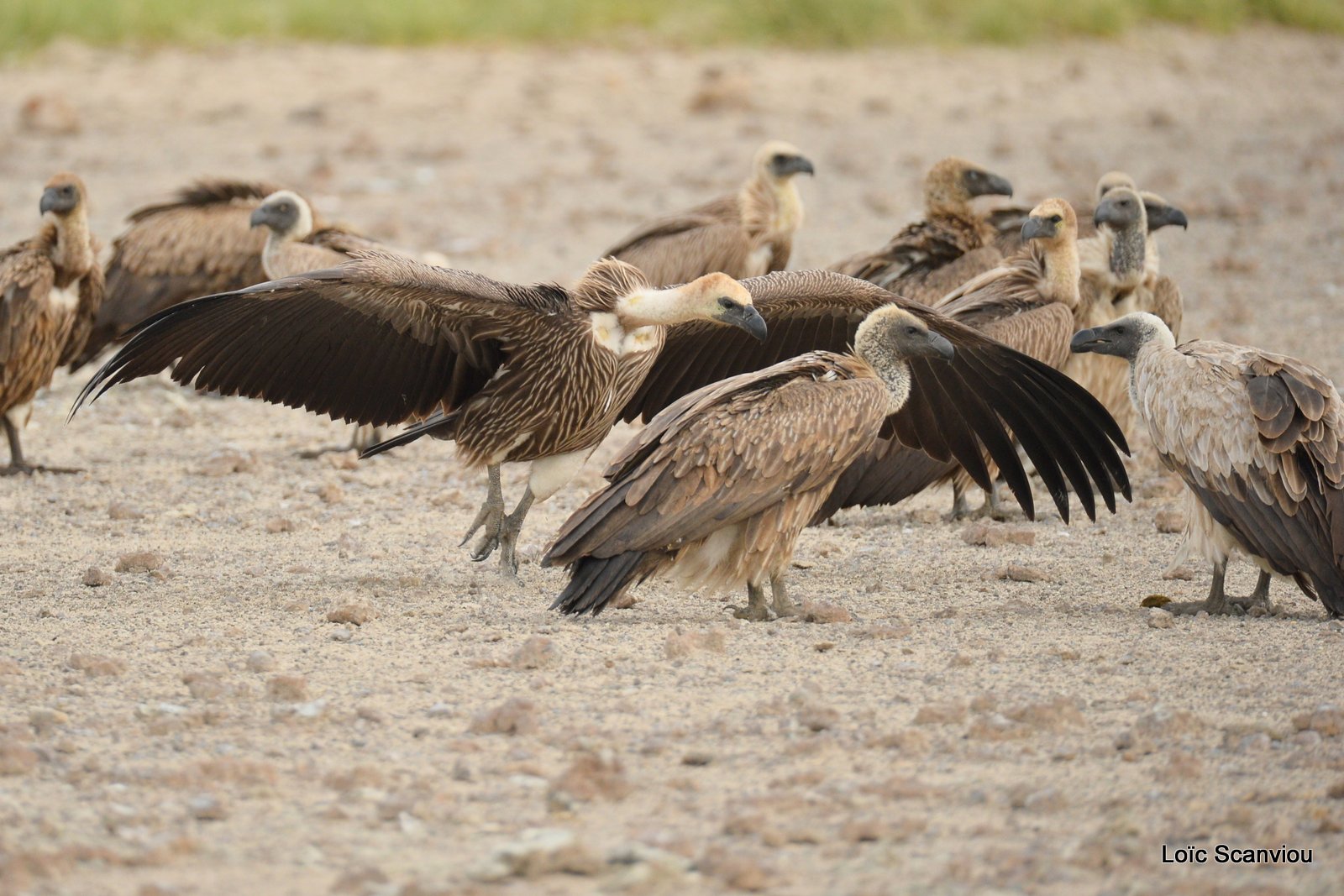 Vautour africain/White-backed Vulture (4)