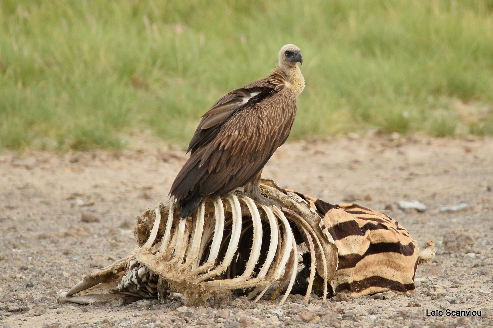 Vautour africain/White-backed Vulture (5)