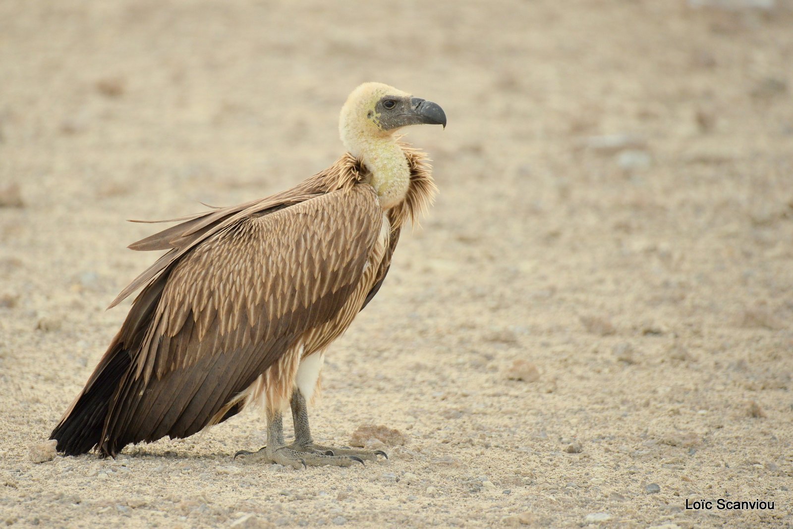 Vautour africain/White-backed Vulture (6)