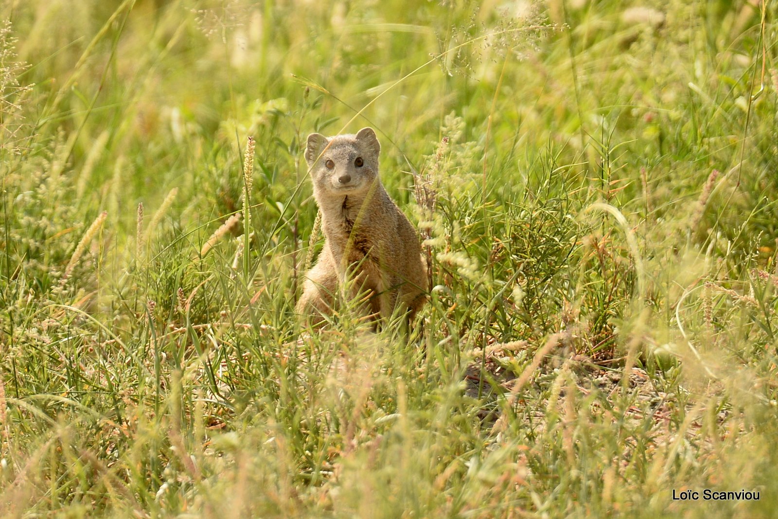 Makgadikgadi 2020 (14)