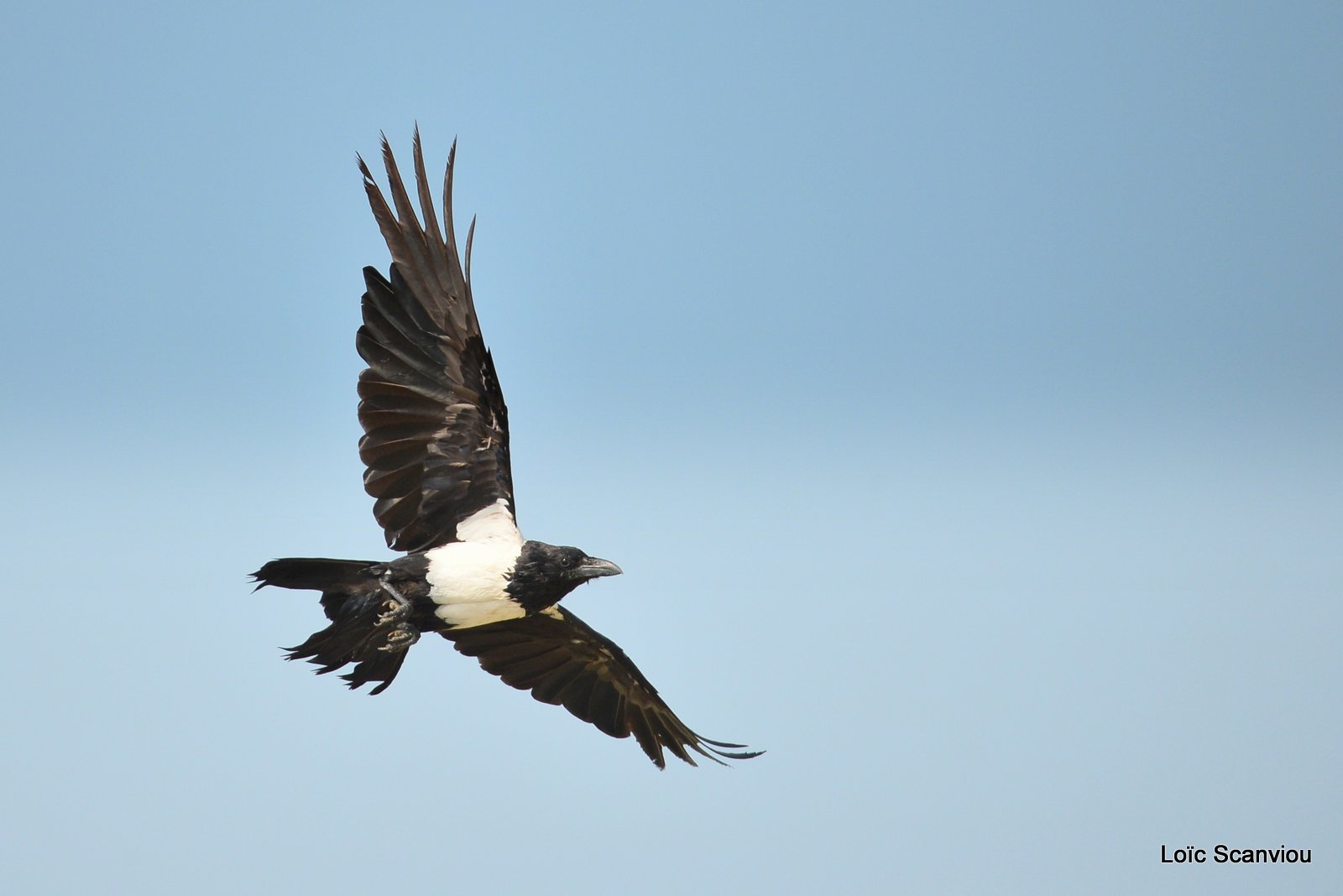 Corbeau pie/Pied Crow (1)