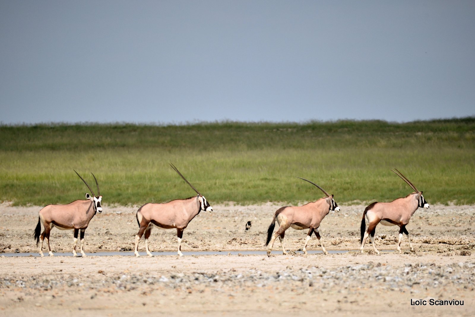 Oryx gazelle/Gemsbok (1)