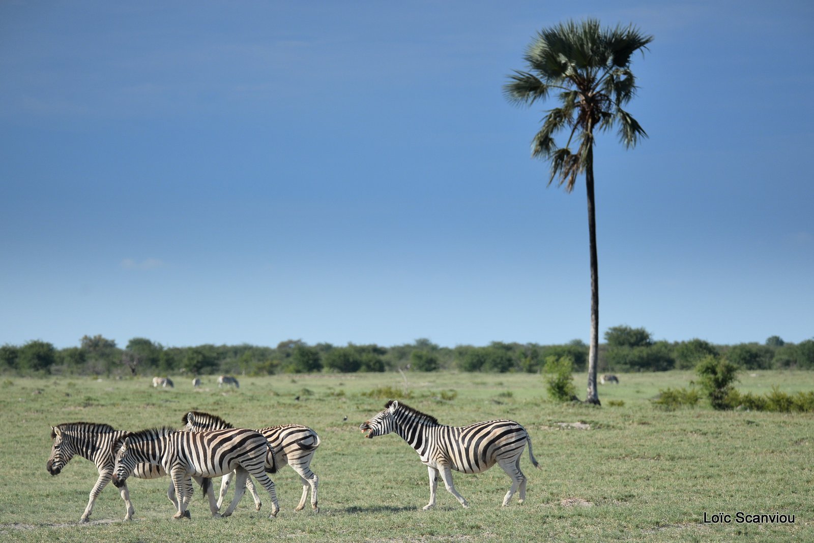 Zèbres/Zebras (2)