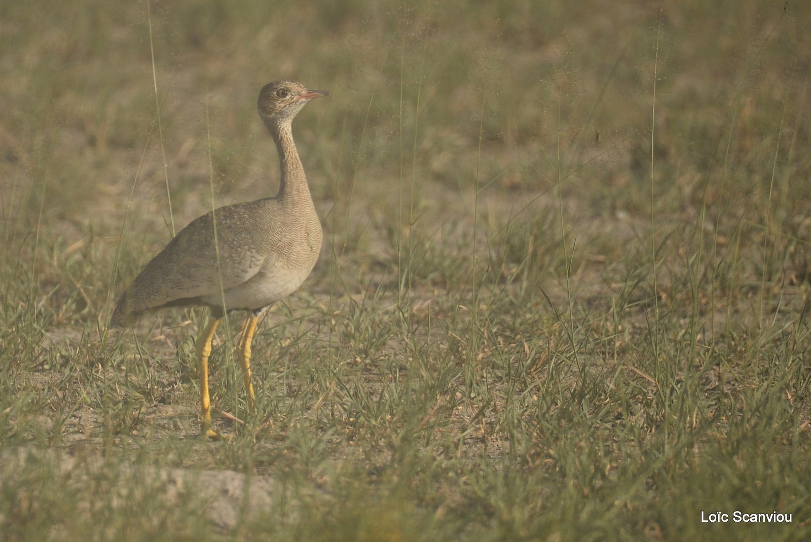 Outarde huppette/Red-crested Korhaan (1)