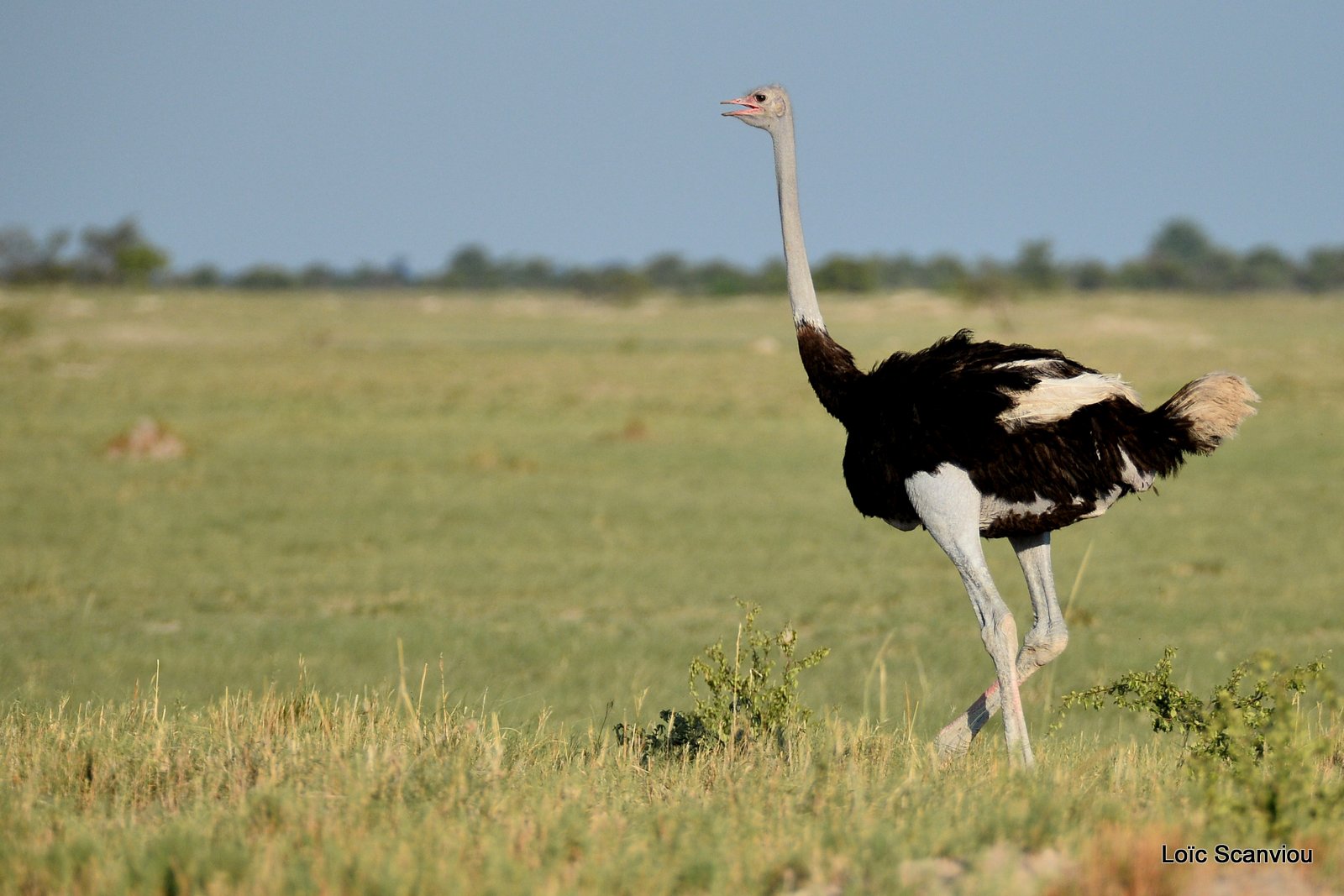 Autruche d'Afrique/Common Ostrich (1)