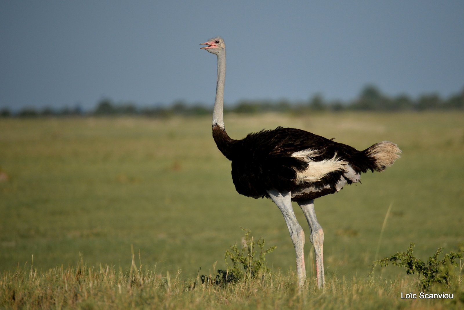 Autruche d'Afrique/Common Ostrich (2)