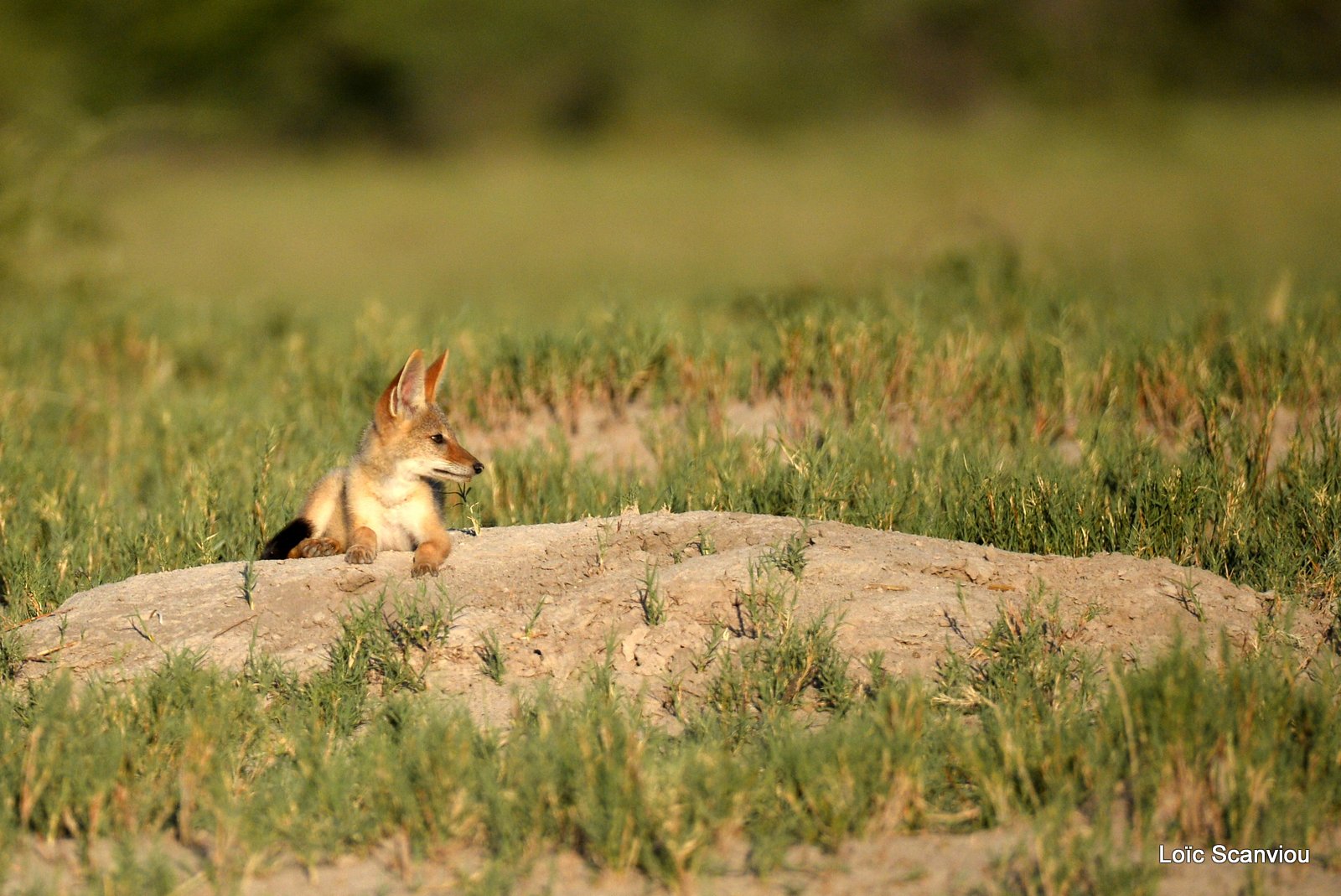 Chacal à chabraque/Black-backed Jackal (1)