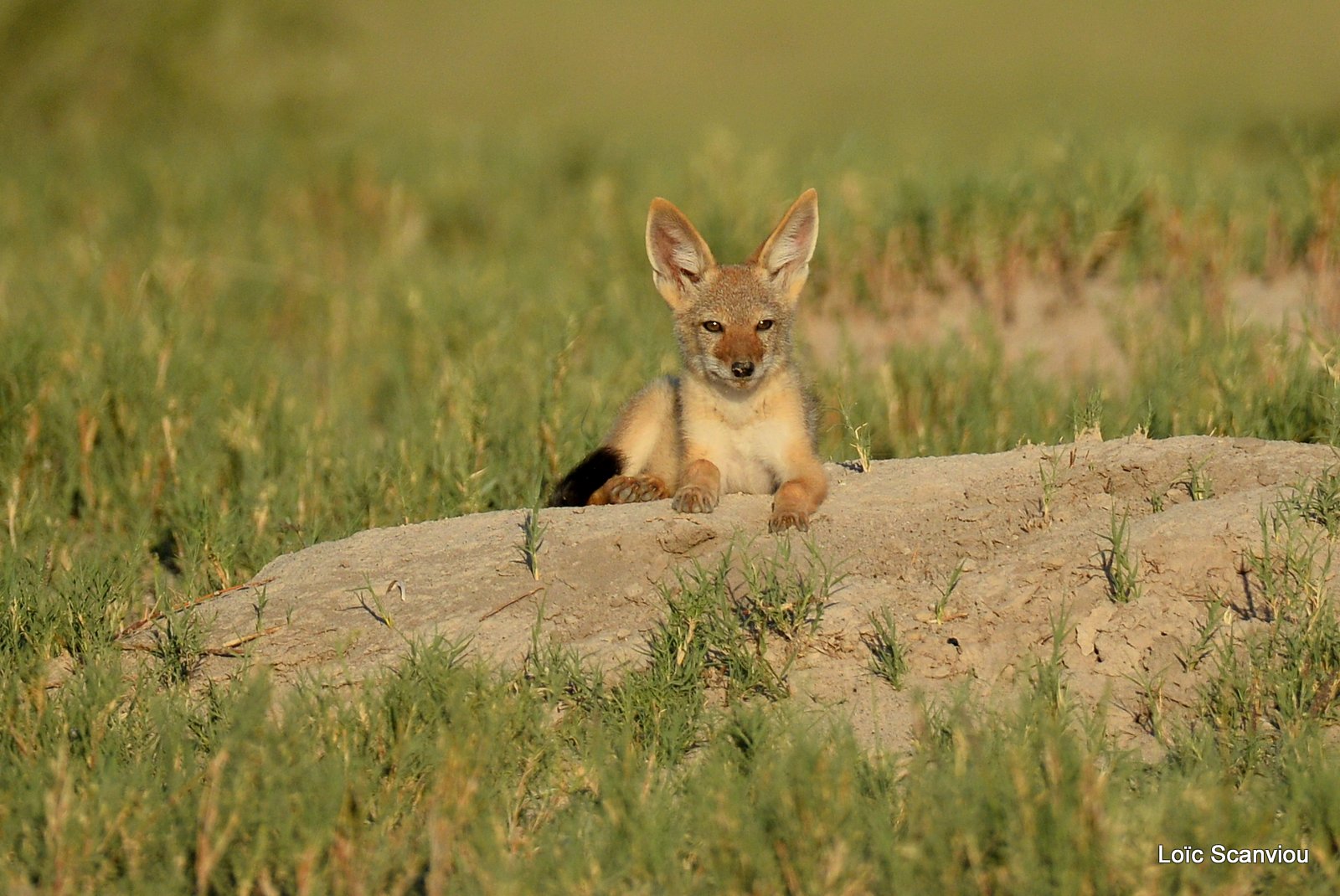 Chacal à chabraque/Black-backed Jackal (2)