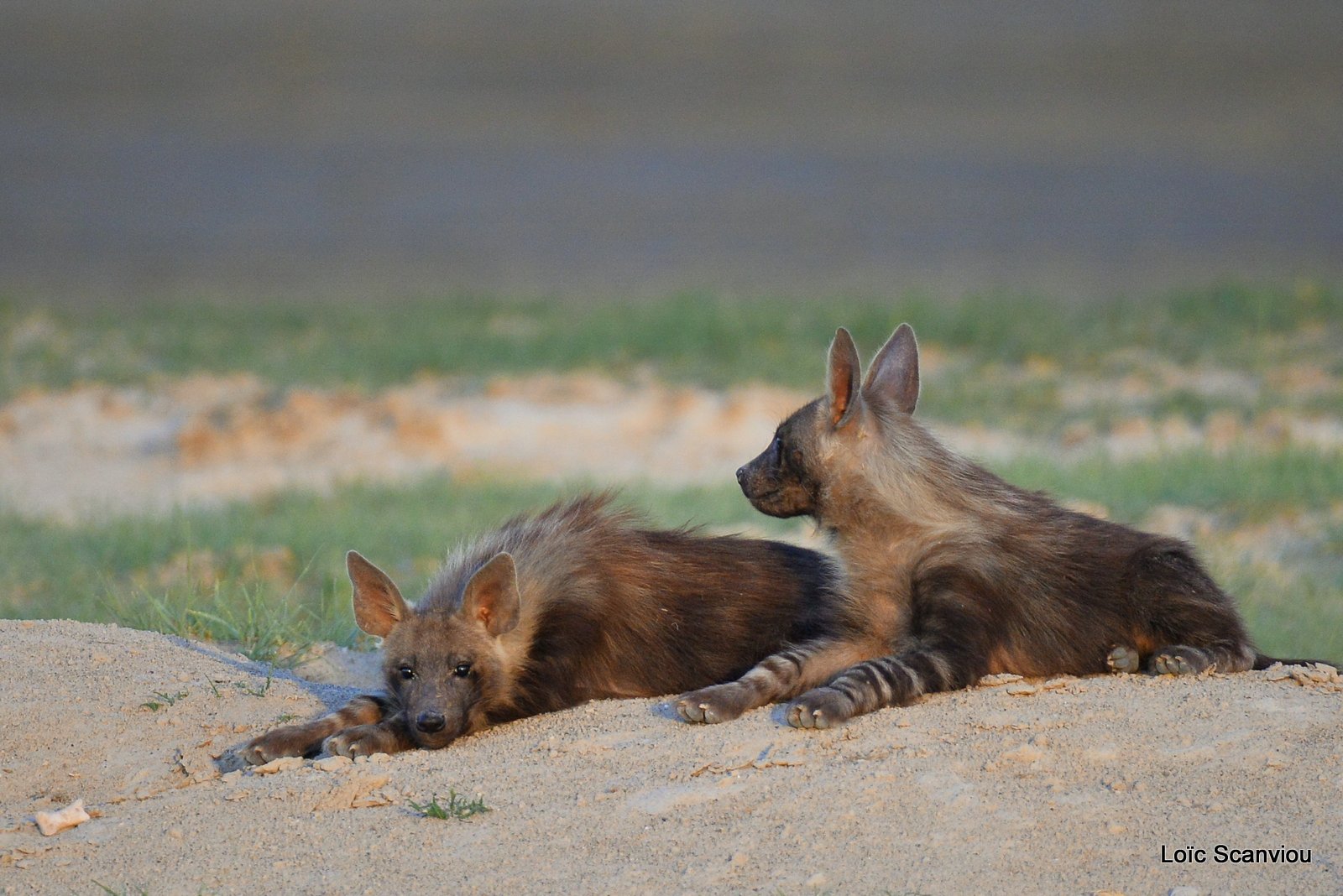 Hyène brune/Brown hyena (1)