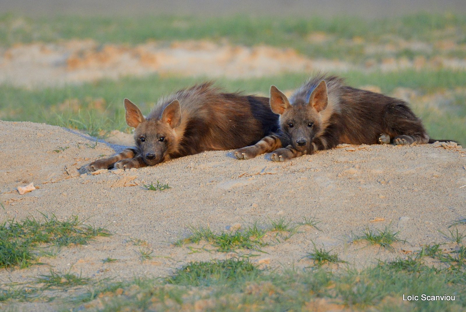 Hyène brune/Brown hyena (2)