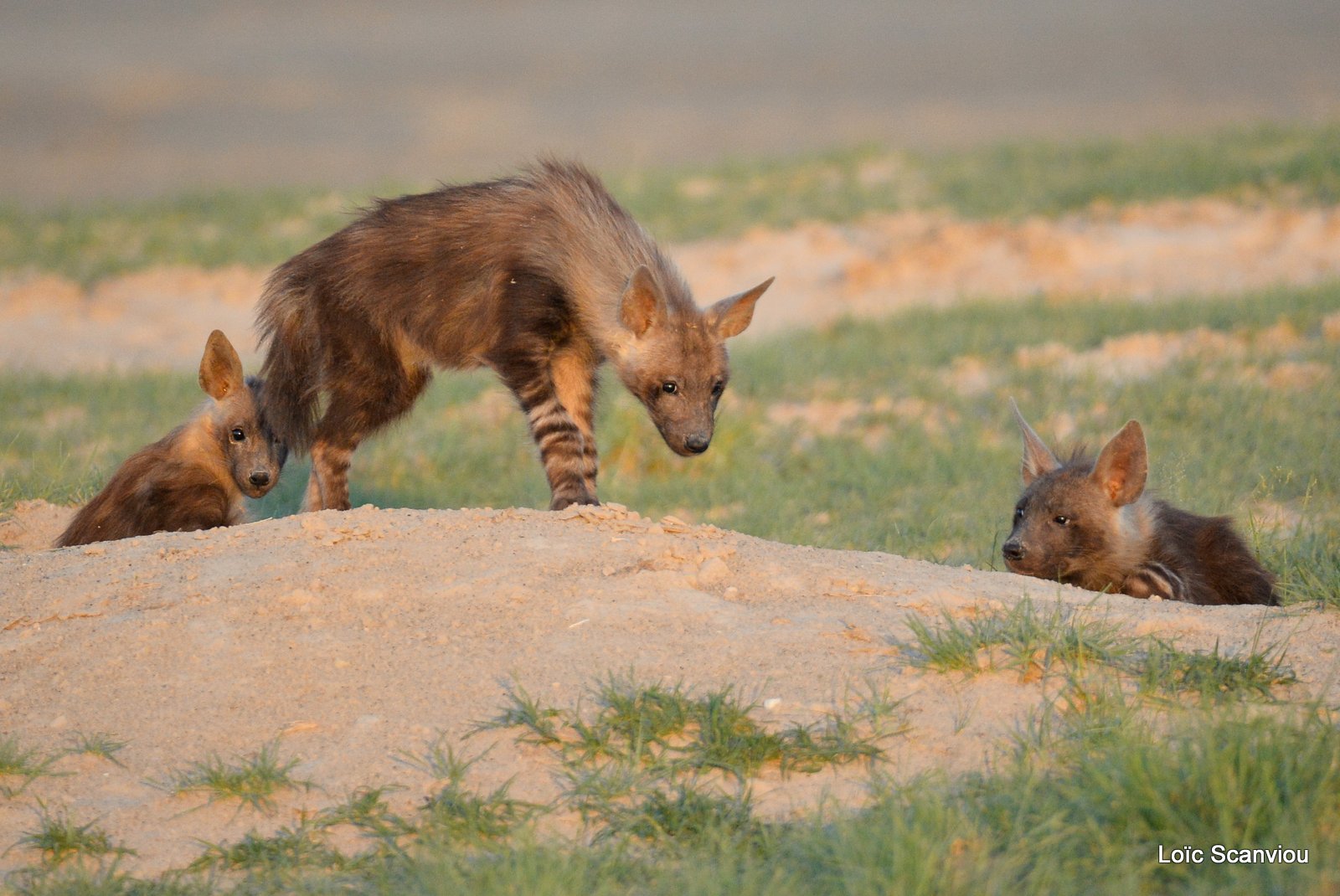 Hyène brune/Brown hyena (3)