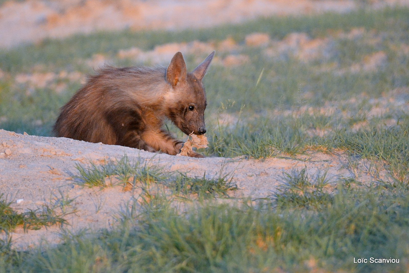 Hyène brune/Brown hyena (4)