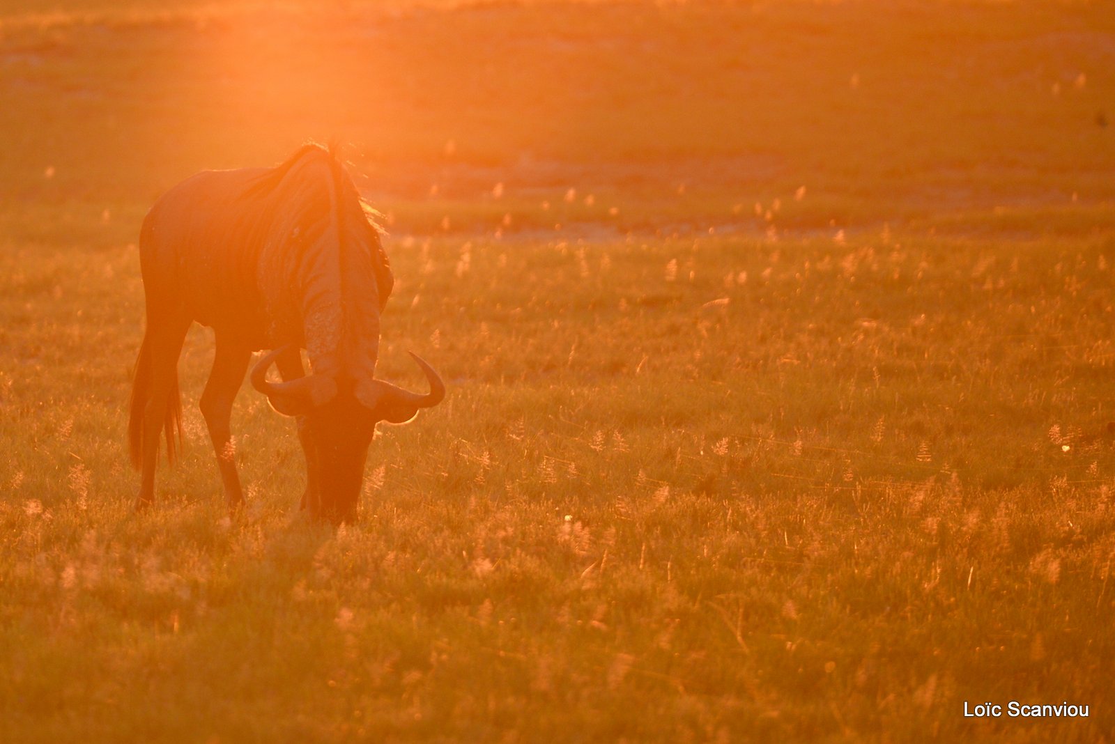 Gnou bleu/Wildebeest (1)