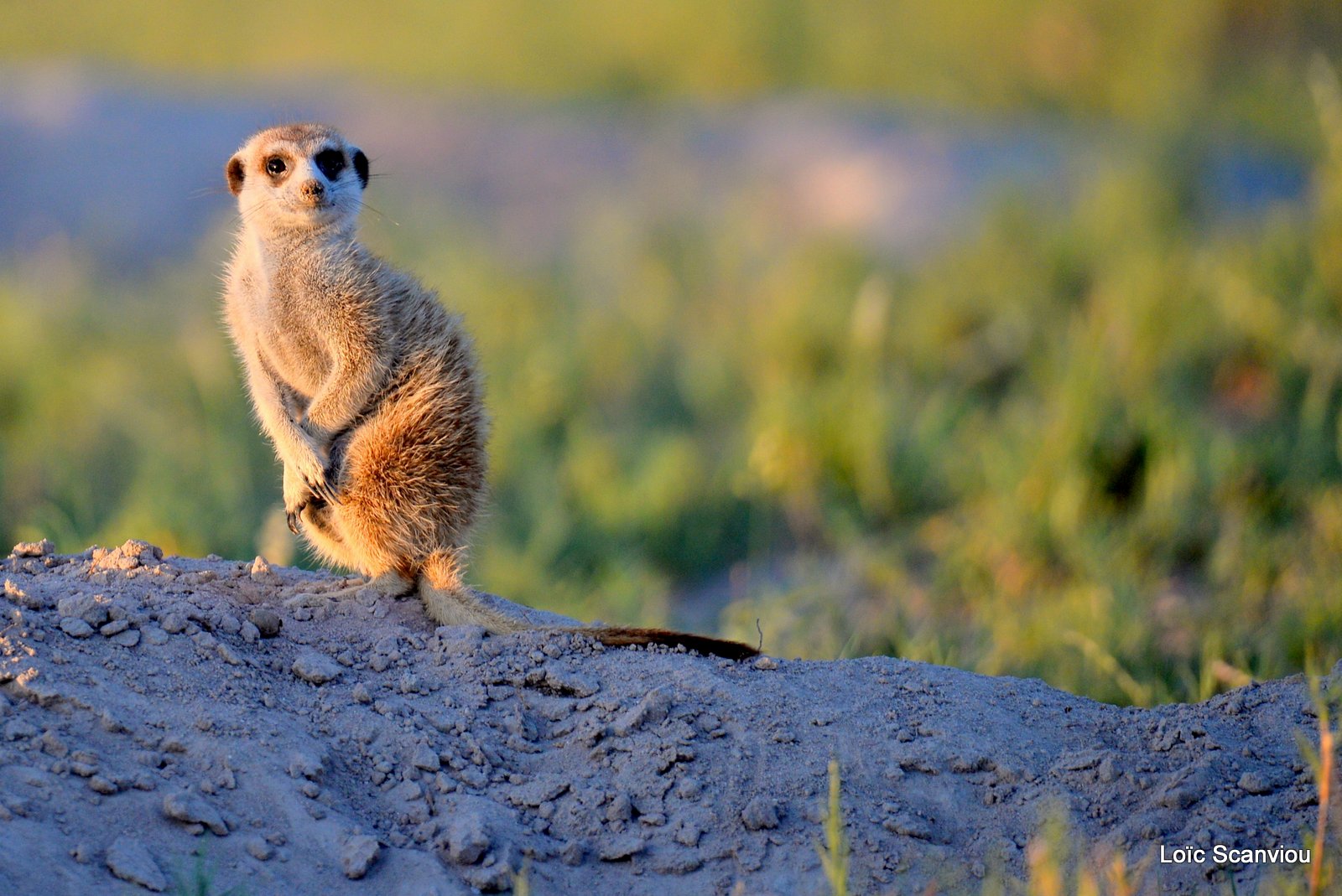 Suricate/Meerkat (1)