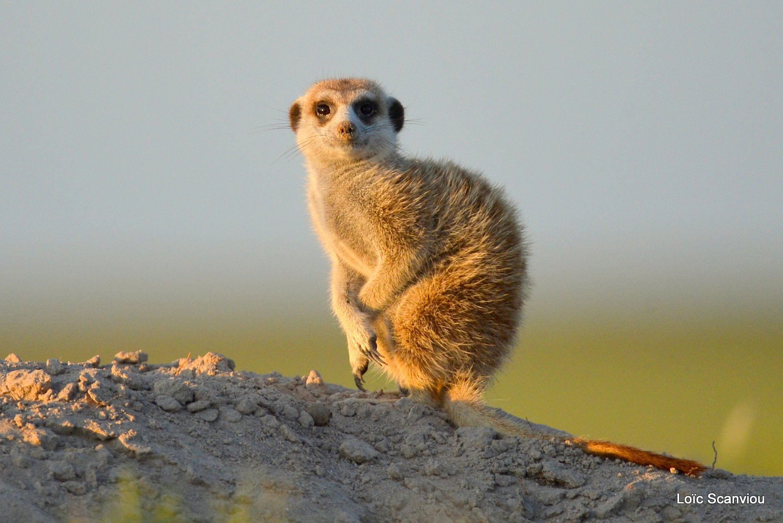 Suricate/Meerkat (2)