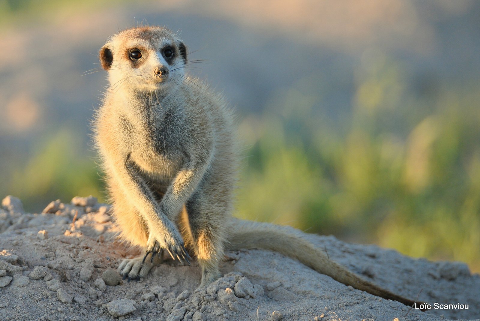 Suricate/Meerkat (3)