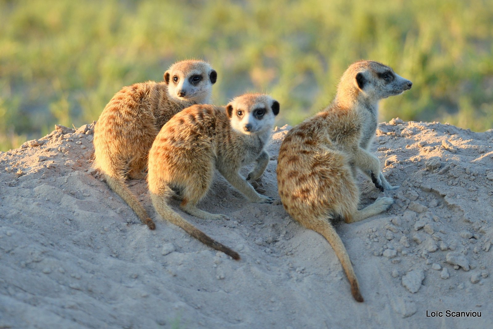 Suricate/Meerkat (4)