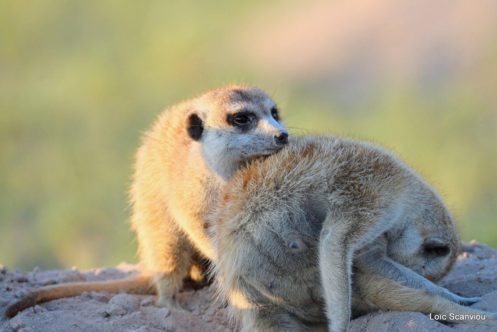 Suricate/Meerkat (5)