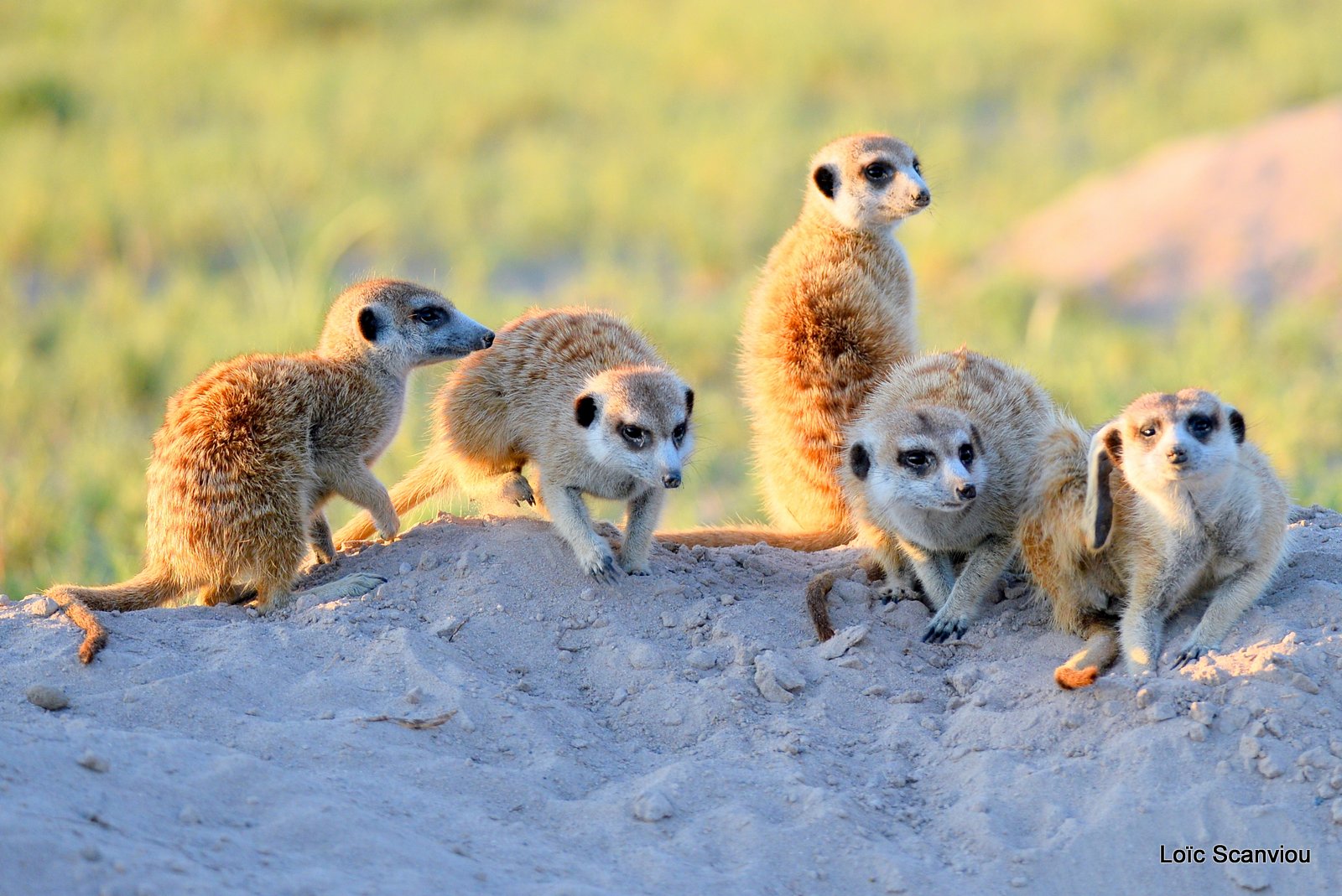 Suricate/Meerkat (6)