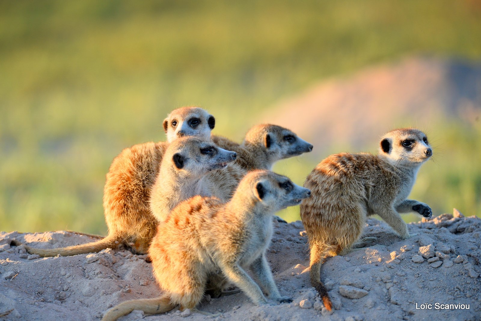 Suricate/Meerkat (8)